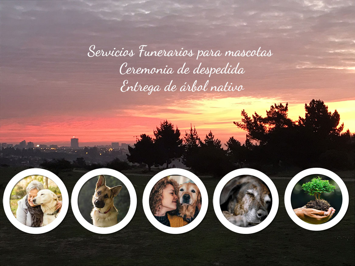 servicios